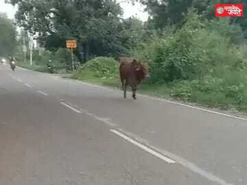 आवारा पशुओं से जमालापुर-बाबतपुर मार्ग पर खतरा