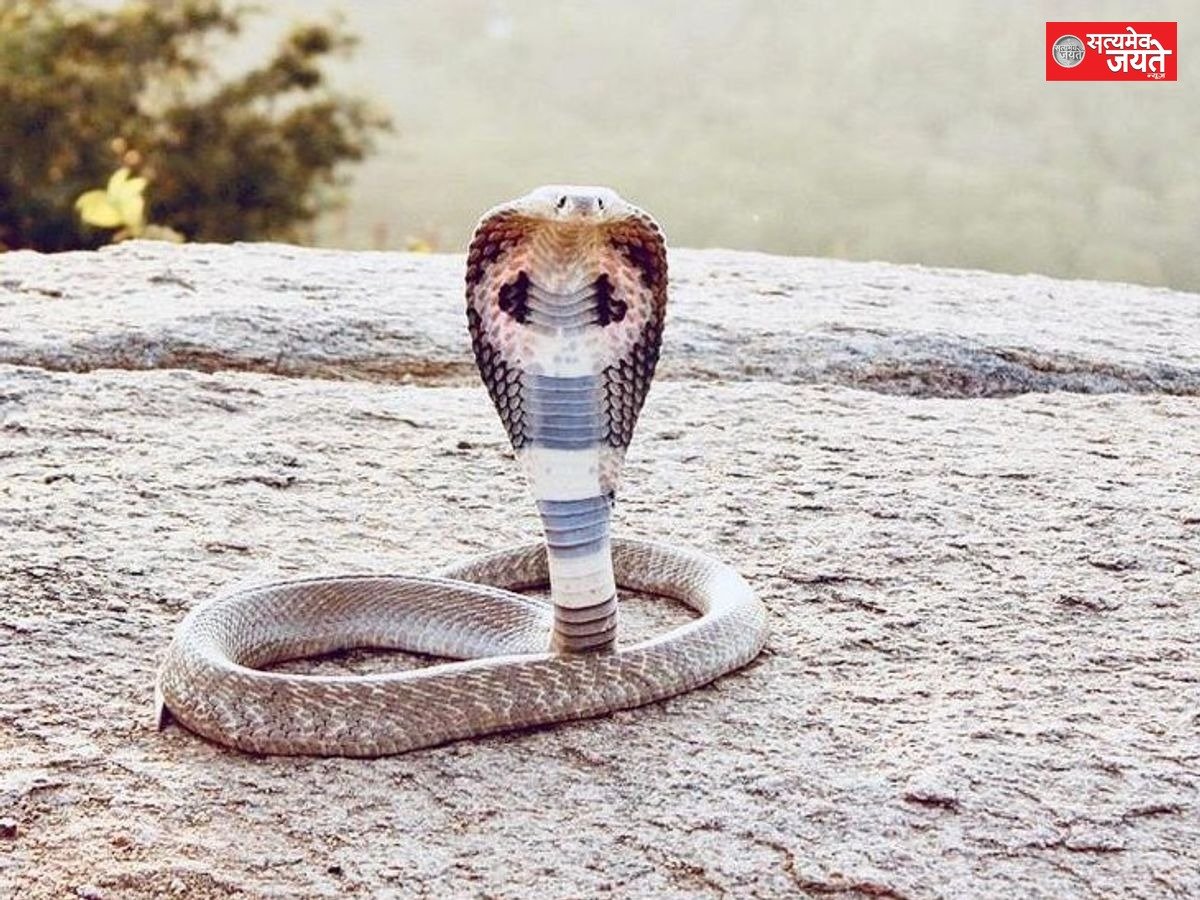 सर्पदंश से मजदूर की मौत, ग्रामीणों ने कराया अंतिम संस्कार