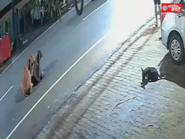 कार की टक्कर से घायल हुई गाय, 45 हजार रुपये में हुआ समझौता