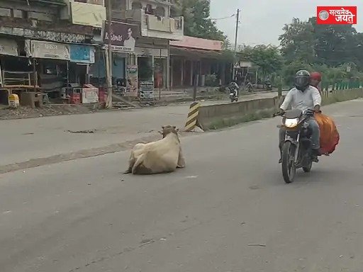 सड़कों पर आवारा पशु, हादसे का खतरा
