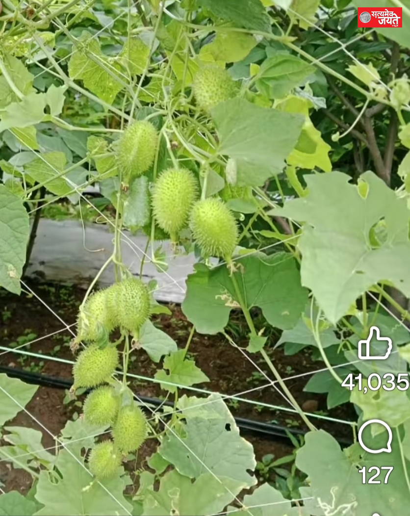कंटोला या खेसका