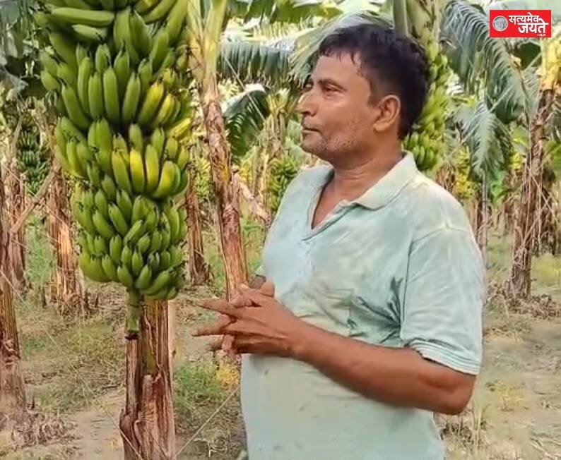 केले की खेती से समृद्धि की ओर बढ़े किसान भौम प्रकाश सिंह