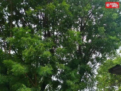 तेज हवा से फसलें गिरीं, बिजली गुल होने से बढ़ी परेशानी